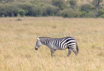 Naklejka premium Zebra in tall savanna grass in Masai Mara National Park in East Africa Kenya KEN