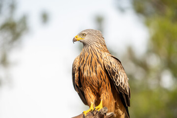 Fototapeta premium Red kite (Milvus milvus) photographed in Spain
