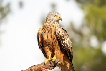 Fototapeta premium Red kite (Milvus milvus) photographed in Spain