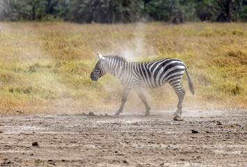 Naklejka premium Zebra shaking off the dust after rolling in the dirt in Amboseli National Park in Kenya Africa KEN