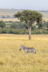 Naklejka premium Icconic picture of Zebra in front of desert date trees in Masai Mara National Park in East Africa Kenya KEN
