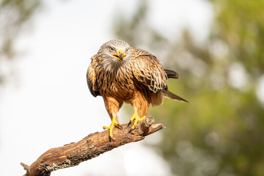 Red kite (Milvus milvus) photographed in Spain