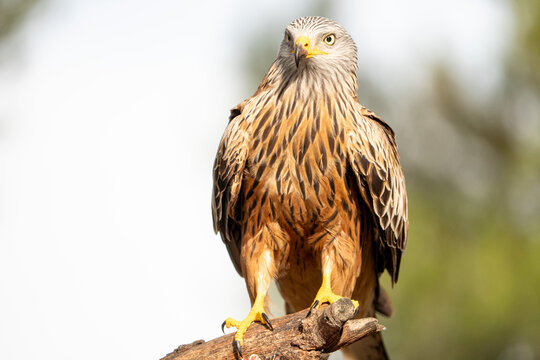Red kite (Milvus milvus) photographed in Spain