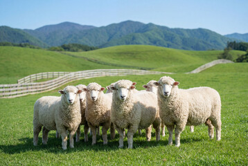 Fototapeta premium Flock of white sheep grazing in a green pasture on a sunny day