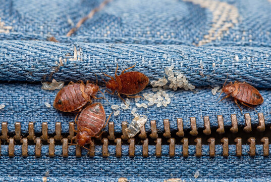Adult bed bugs and tiny white eggs in mattress seam