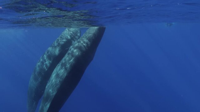 Sperm whales rubbing faces together in intimate social contact, rare underwater footage gentle interaction, cinematic light reflections on ocean giants, unique behavior marine mammals