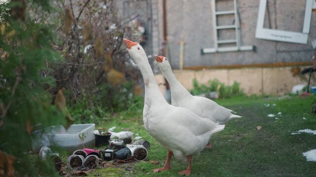 Geese exploring among tools and grass. Birds investigate area filled with debris and garden items. Three geese engage in foraging amid outdoor clutter and neighboring garden equipment