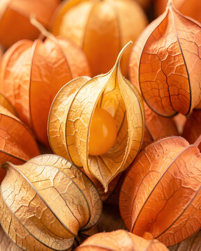 Close-up of vibrant color physalis fruits with papery husks