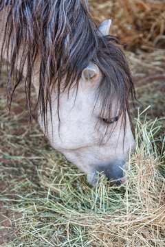 Close-up of a Grey Horse with a Dark Mane Eating Dried Grass or Hay on the ground.