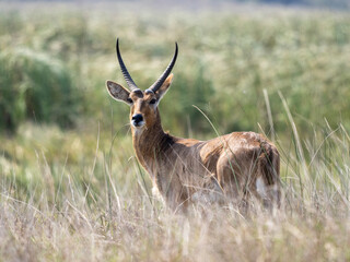 Naklejka premium A male waterbuck stands attentively in tall grass, displaying its distinctive curved horns and elegant posture in its natural African habitat.