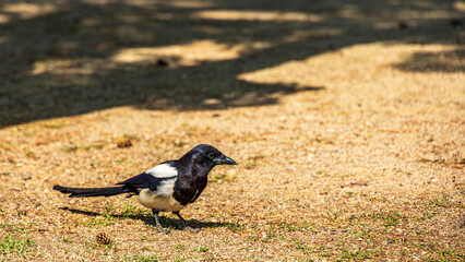 韓国　カササギ　カッチ　吉鳥 © Yuuki Kobayashi
