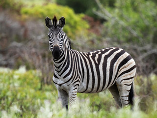 Fototapeta premium zebras standing in African savanna grassland during wildlife safari in natural wilderness habitat