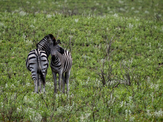 zebras standing in African savanna grassland during wildlife safari in natural wilderness habitat © ClaudioArnese