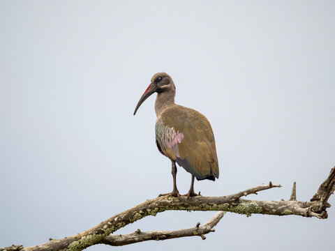 Hadeda ibis standing on a bare tree branch against a soft pale sky. 