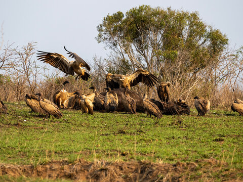 Large group of vultures gathered on the ground in the African savannah, some landing with wings spread, wildlife scene in natural habitat.