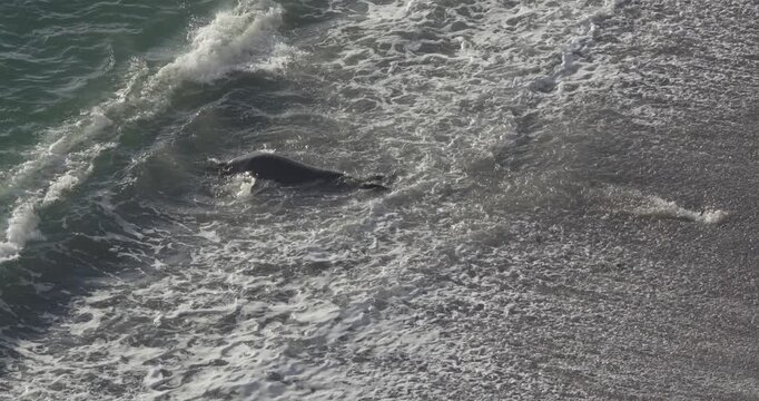 Elephant Seal Entering California Surf in Slow Motion 