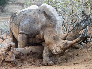 Obraz premium Detailed close-up of a rhinoceros showing textured skin, powerful horn and expressive eye in a natural outdoor habitat.