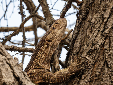 Large monitor lizard moving across dry ground and grass in its natural habitat, wildlife scene with reptile in outdoor environment.
