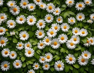a carpet of white daisies with dense yellow centers nestled among the green leaves © Jessi
