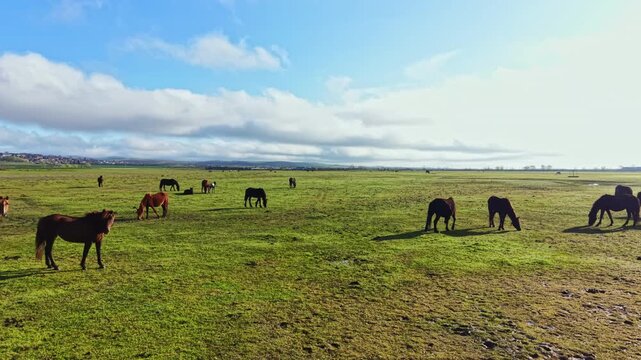 Horses are spread across a large grassy field, eating and enjoying the warm sunlight. A few clouds float in the sky as the scene captures a rural setting.