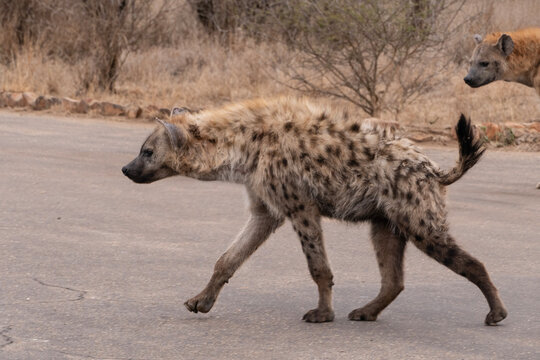 Iena maculata che attraversa una strada asfaltata in ambiente arido, con vegetazione secca sullo sfondo, comportamento naturale in contesto selvatico africano.
