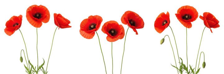 Fototapeta premium Set of Red Poppy Flowers Bunch Isolated on White Background, PNG