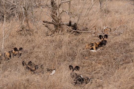 Iena maculata che attraversa una strada asfaltata in ambiente arido, con vegetazione secca sullo sfondo, comportamento naturale in contesto selvatico africano.
