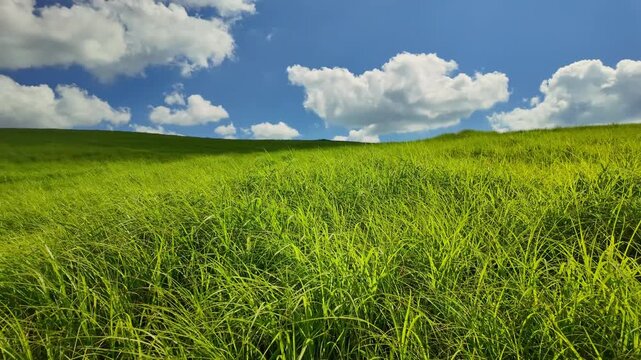 夏の草原　阿蘇
