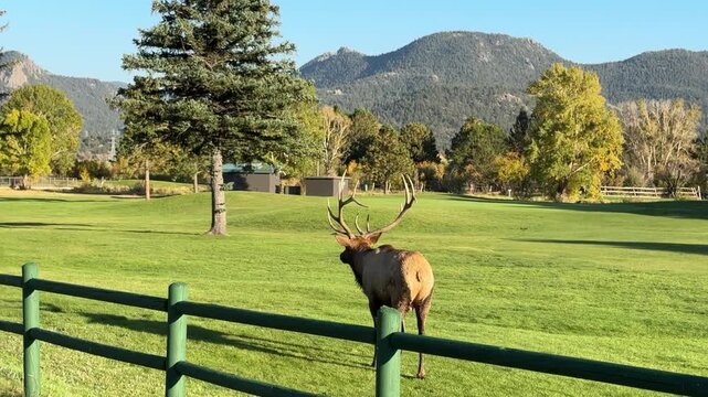 Bull Elk Bugling During Rut on Golf Course &ndash; Colorado