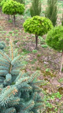 Beautiful landscaped garden featuring a variety of evergreen, decorative trees including blue spruce, sculpted pines, juniperus and ornamental conifers