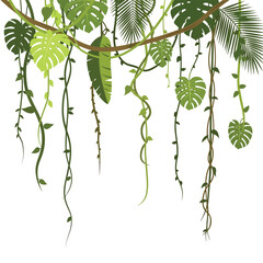 Tropical green leafy vine plants hanging. © Egar