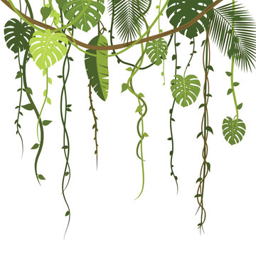 Tropical green leafy vine plants hanging.