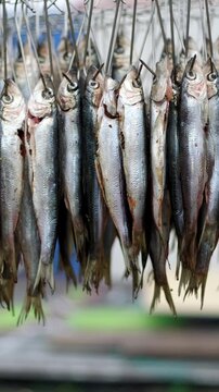 A lot of small raw fish are hanging on metal hooks. Drying process of catch in commercial production facility. Seafood preparation for sale in local fish market.