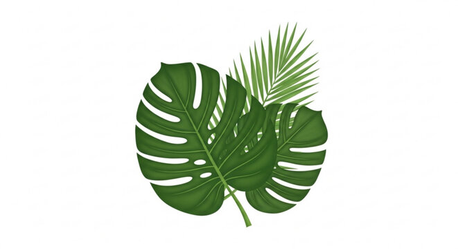 Tropical monstera and palm leaves arrangement