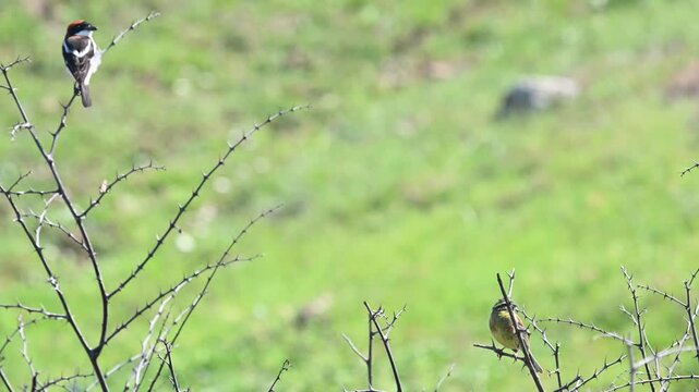 Red-backed Shrike and Cirl Bunting perched on branches in natural habitat, wildlife birds in Turkiye