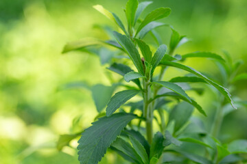 Obraz premium Stevia plant leaves against soft green blurred background with copy space.Bright green stevia leaves. natural sweetener and healthy lifestyle.Green natural sweetener.