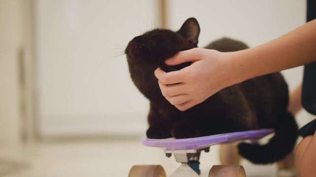 Person lovingly pets their kitten indoors. Person gently calms their cat in peaceful home setting. An individual tenderly comforts and strokes their feline companion within comfortable indoor space