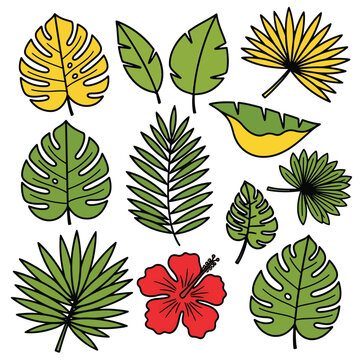 Tropical leaves and flower illustrations.