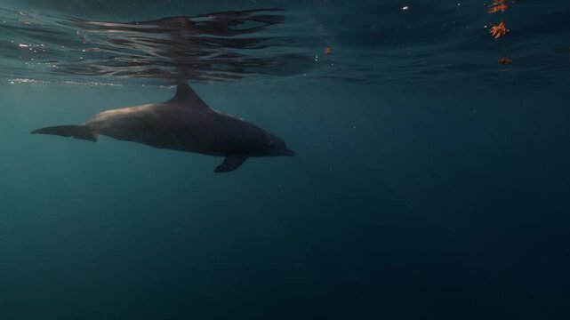 Bottlenose dolphins swim gracefully underwater in vibrant blue sea, lit by warm sunset light. A stunning, peaceful glimpse into the wild ocean world of these intelligent marine mammals.