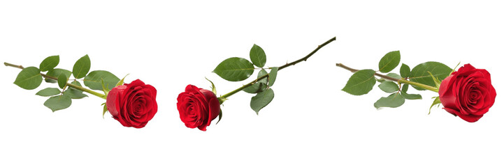 Set of Single Long Stem Red Rose Flower Isolated on White Background, PNG © Stock shaaah