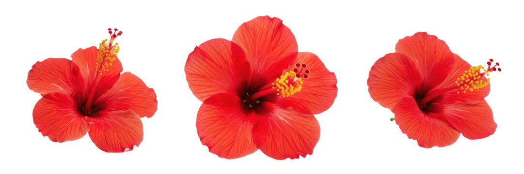Set of Bright Red Hibiscus Flower Head Isolated on White Background, PNG