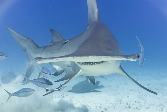 Hammerhead shark swimming near sandy ocean floor with fish and a nurse shark
