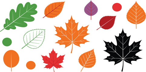 Obraz premium Autumn Leaf Collection Set with Maple Oak and Birch Foliage for Fall Season Nature Designs Thanksgiving Invitations and Botanical Patterns Vector