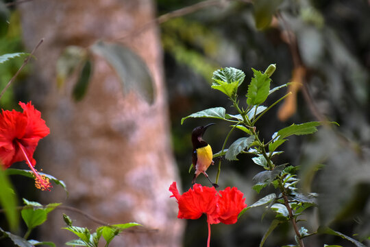 Close-up view of a yellow-bellied or olive-backed sunbird has been collecting nectar from a red flower in nature.