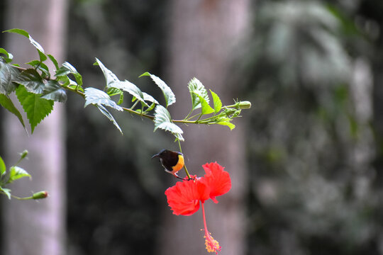 Close-up view of a yellow-bellied or olive-backed sunbird has been collecting nectar from a red flower in nature.