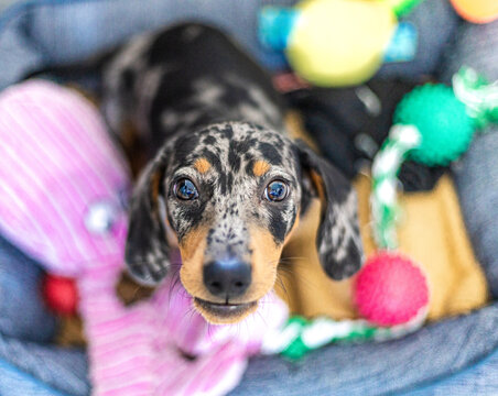 portrait of a puppy
