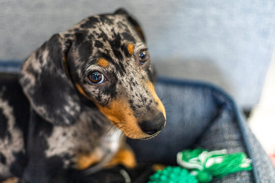 portrait of a puppy
