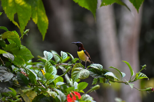 Close-up view of a yellow-bellied or olive-backed sunbird has been collecting nectar from a red flower in nature.