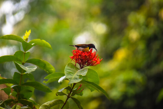 Close-up view of a yellow-bellied or olive-backed sunbird has been collecting nectar from a red flower in nature.