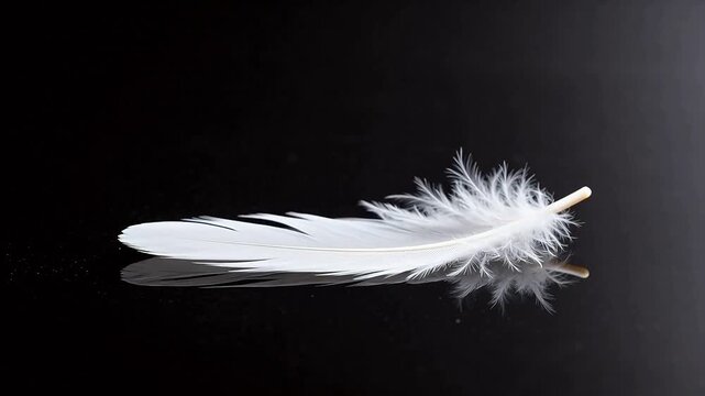 White feather on reflective black surface
